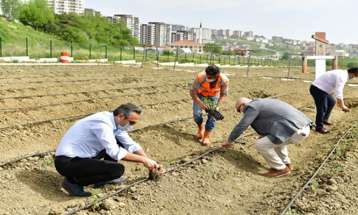 YAŞAM BAHÇESİ’NE YAZLIK FİDELER DİKİLDİ